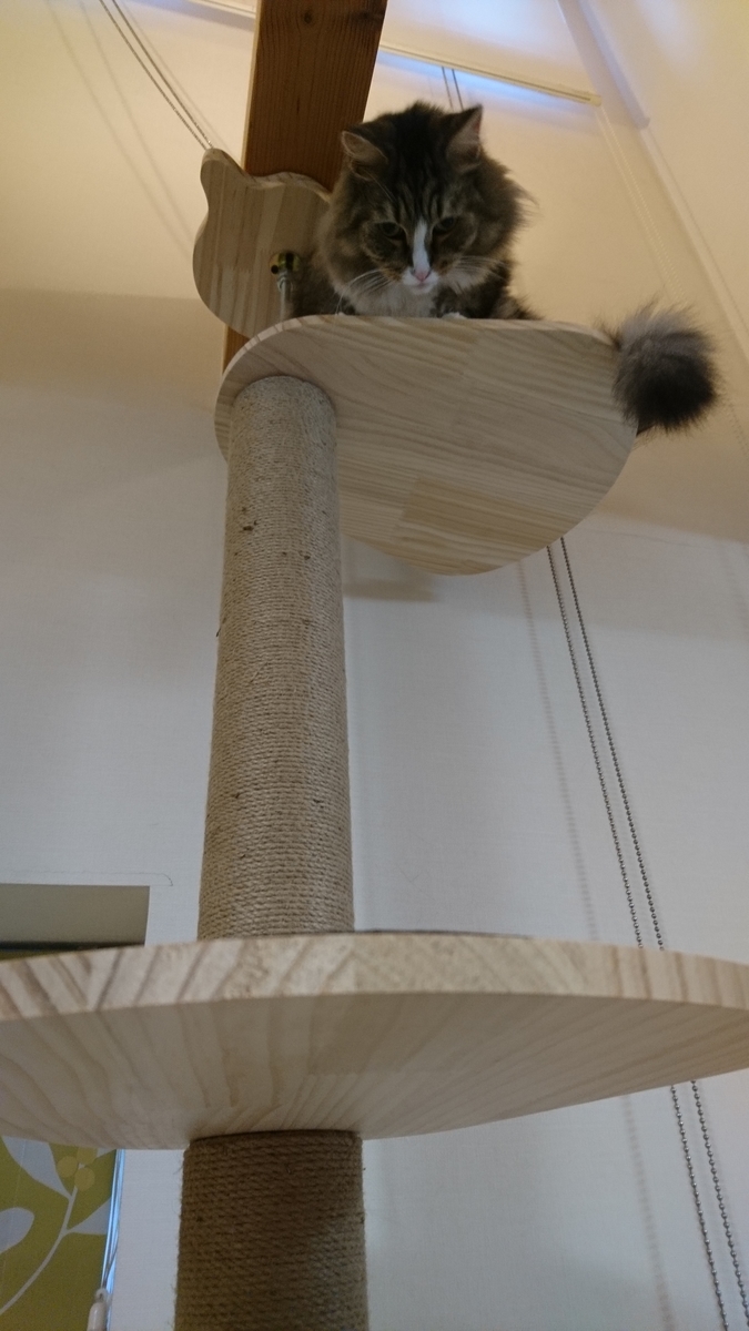 cat towerの上で寝そべる猫