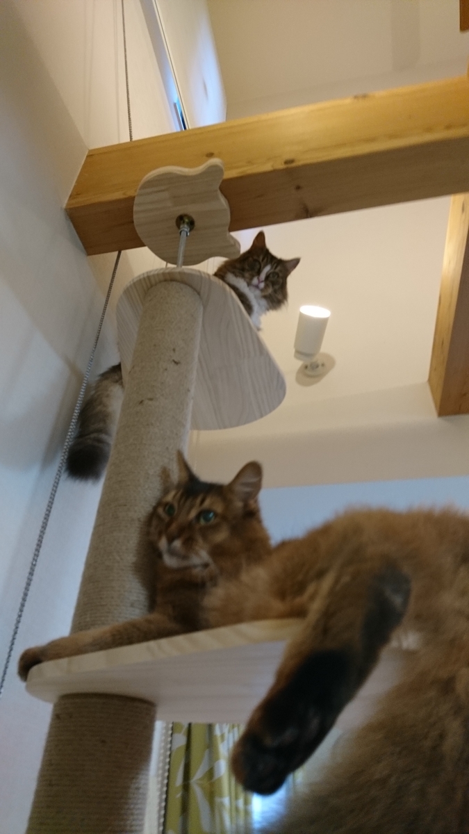 cat towerの上で寝そべる猫