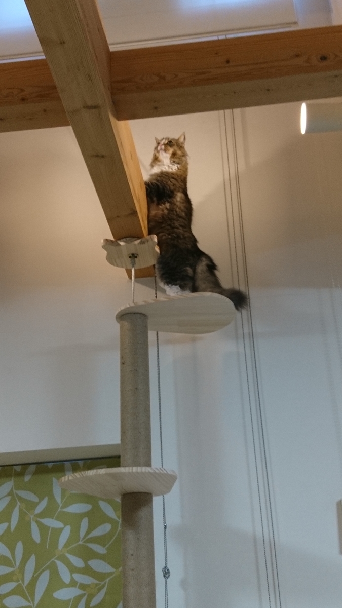 梁の上を歩く猫