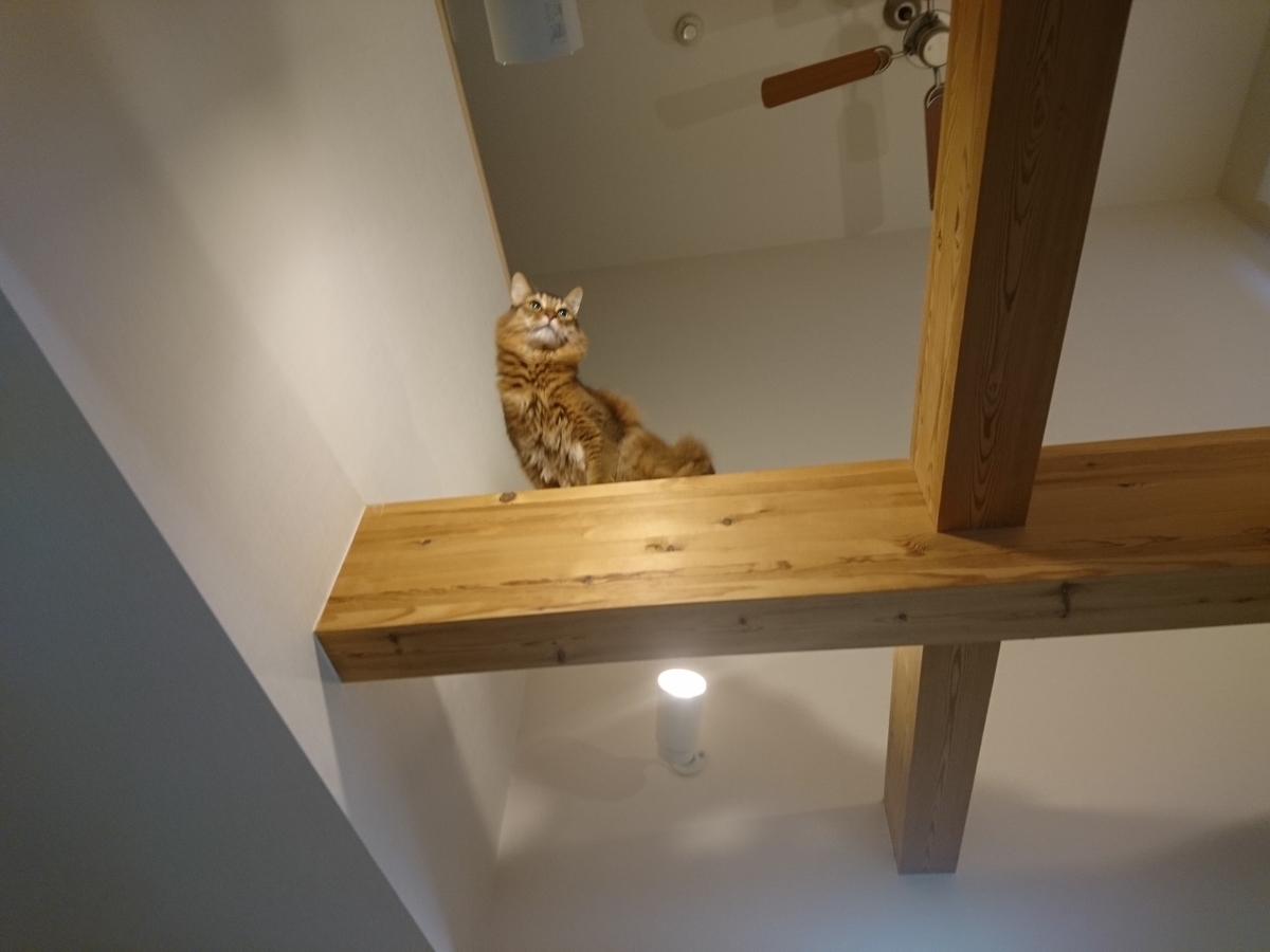 梁の上を歩く猫