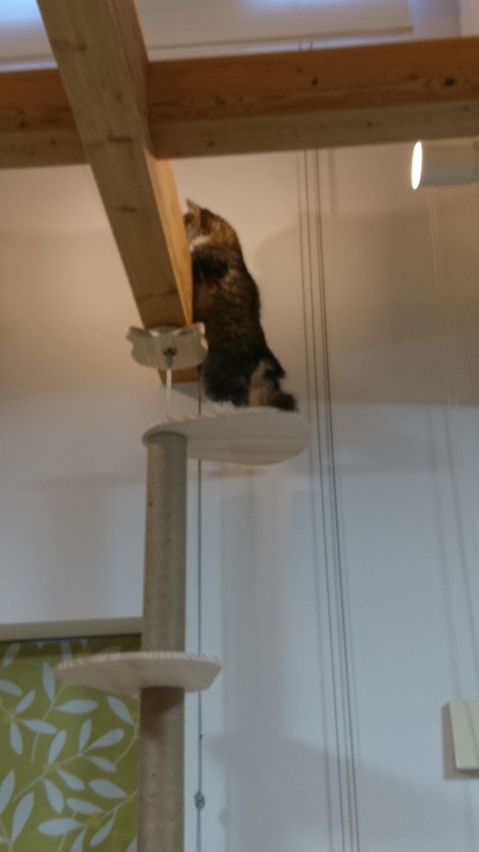 梁の上を歩く猫