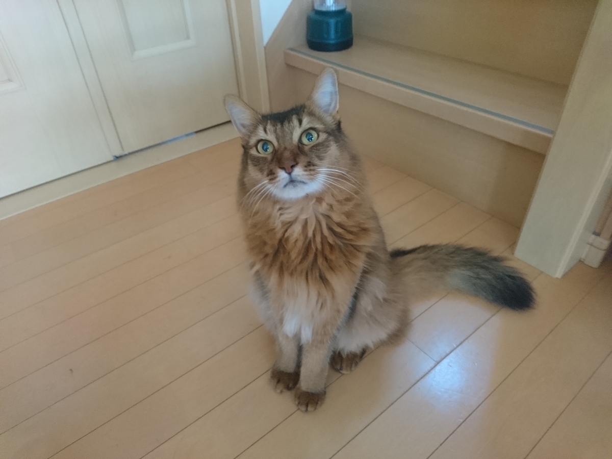 心配そうに見守る猫