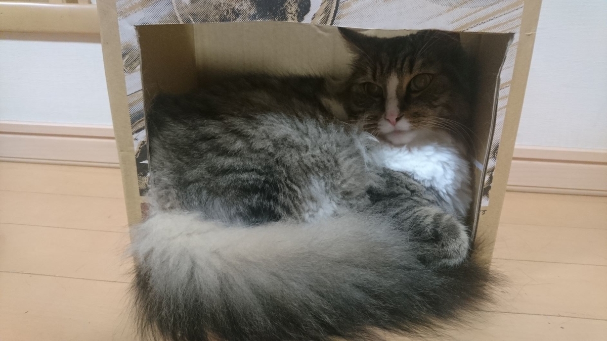 猫の箱で寝る猫