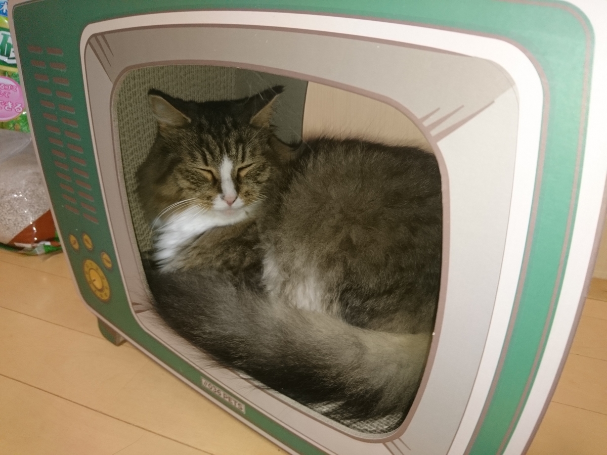 トト爪とぎTVで寝る