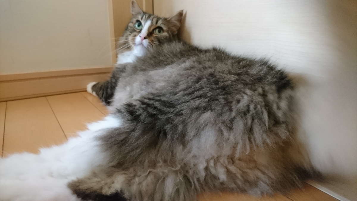 横たわる猫、猫