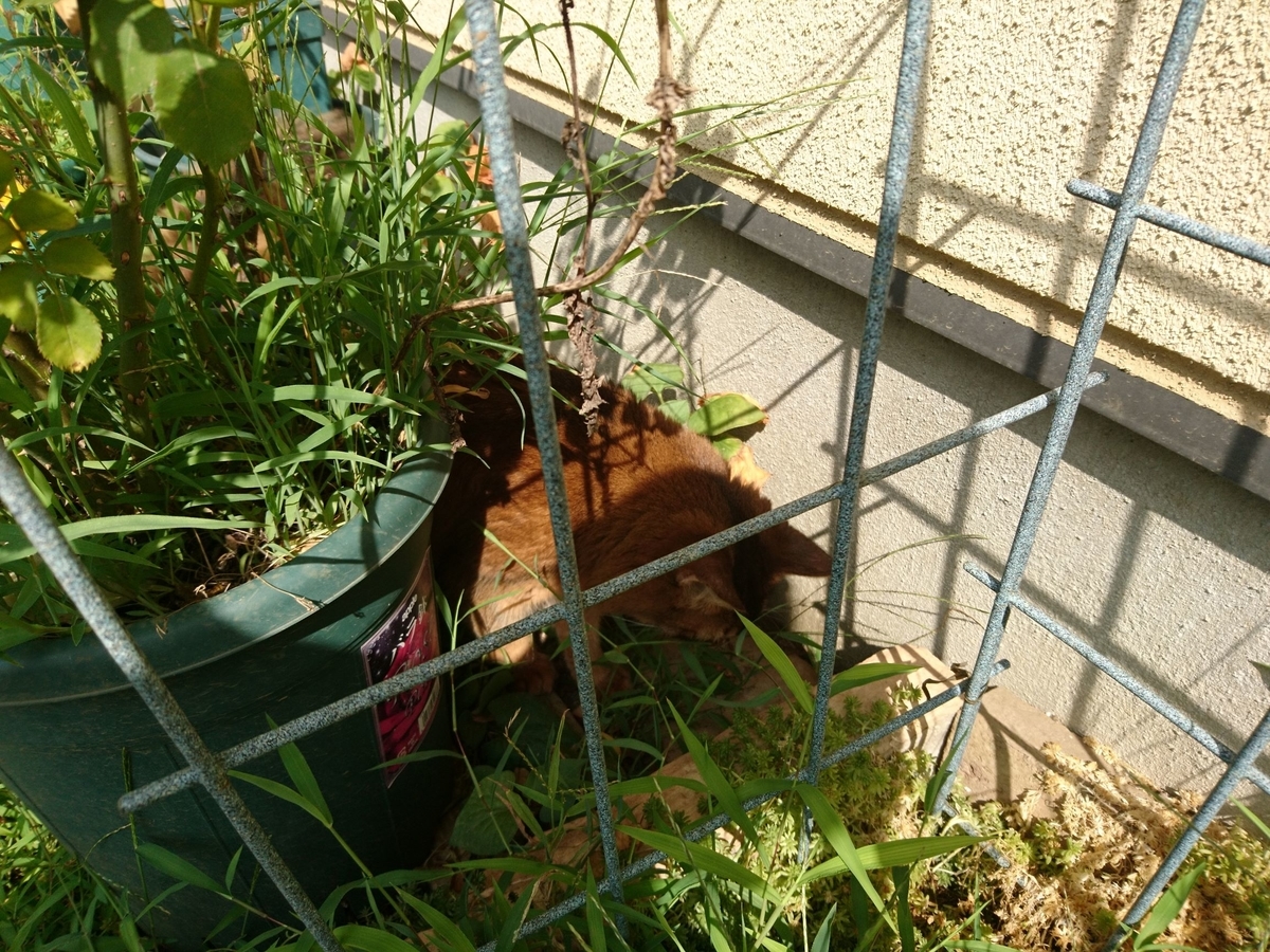 獲物に襲い掛かる猫、チー