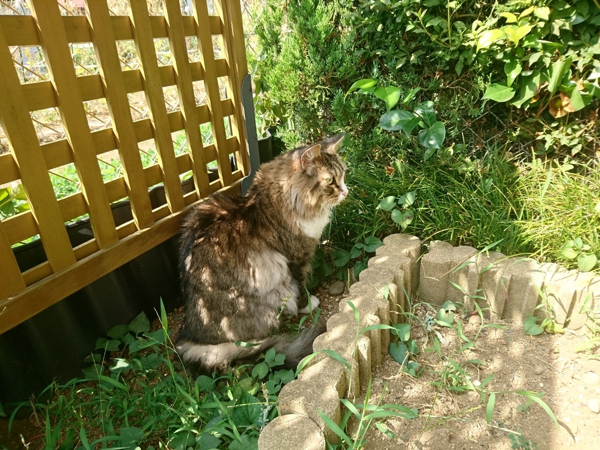寝床を見つけた猫、トト