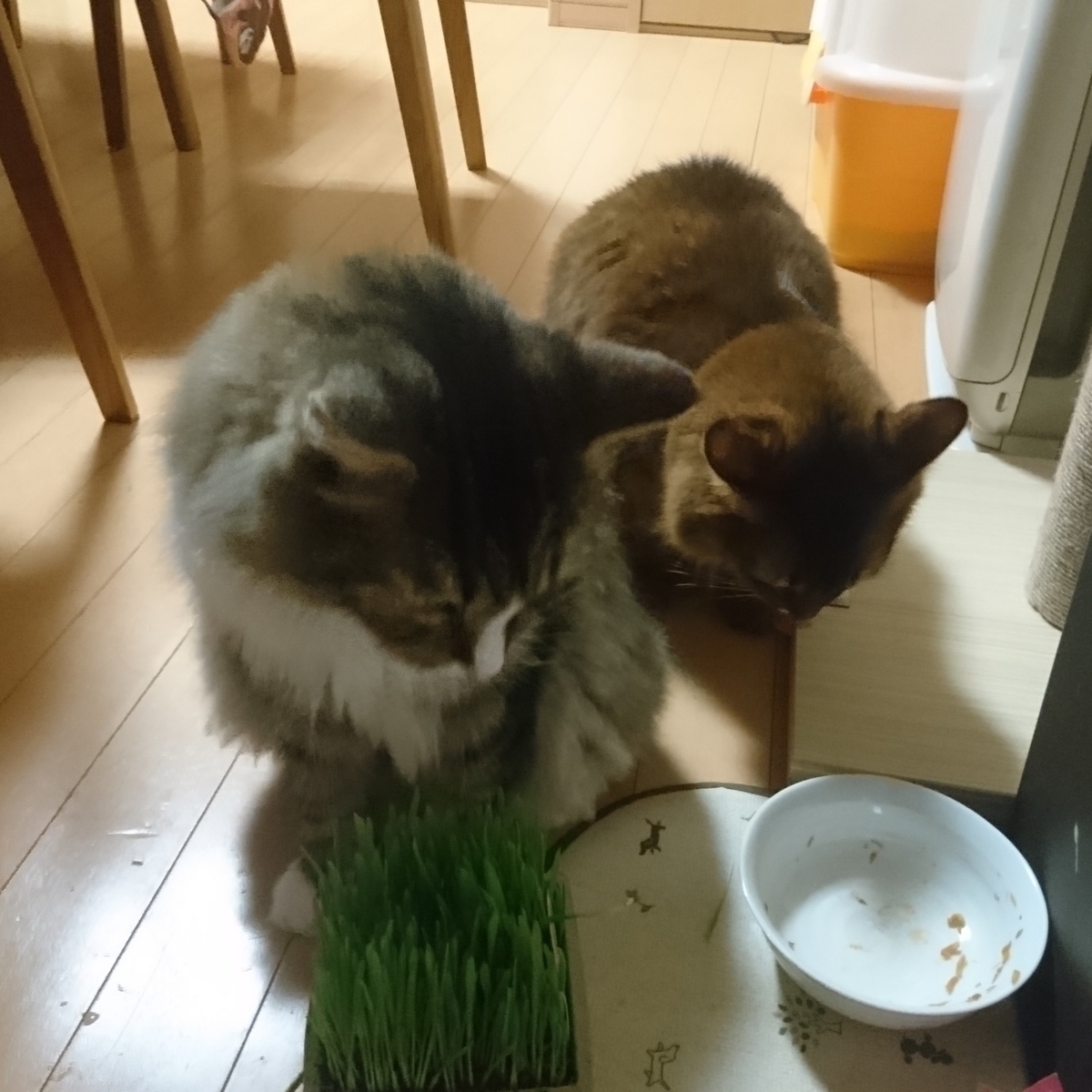 猫草を食べる猫、トトとチー