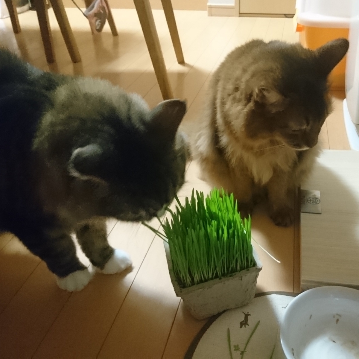 猫草を食べる猫、トトとチー