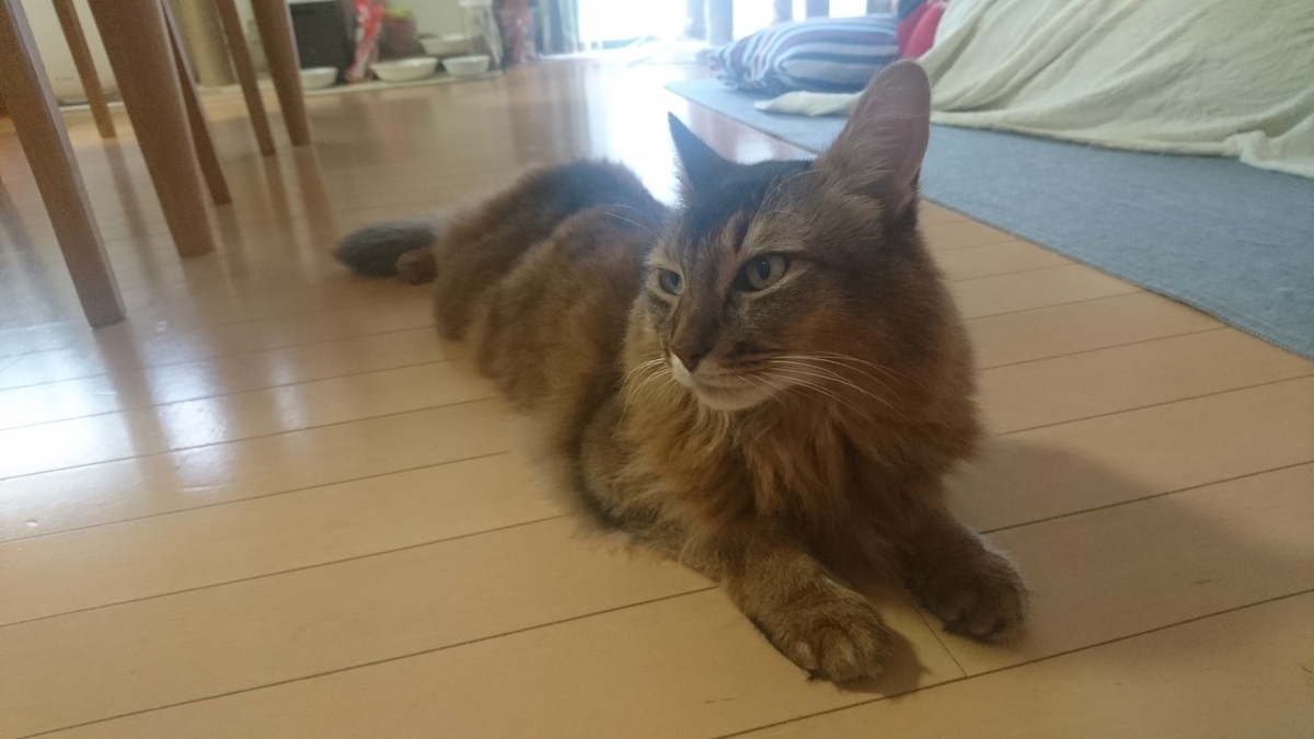 伸びる猫、チー