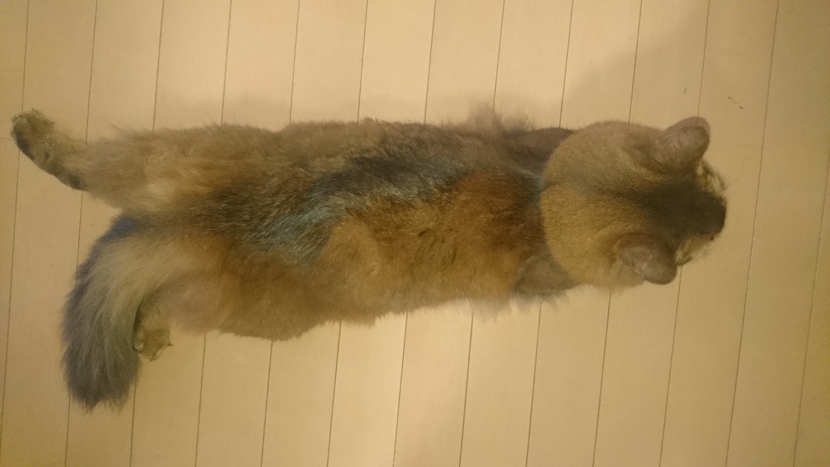 伸びる猫、チー