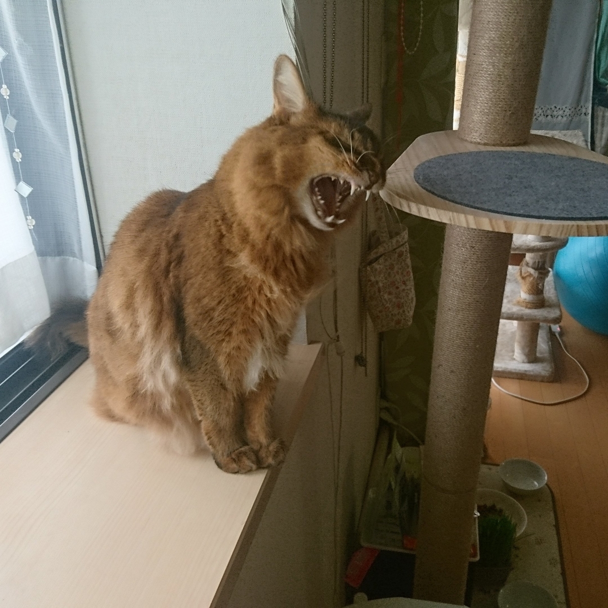 すりすりする猫