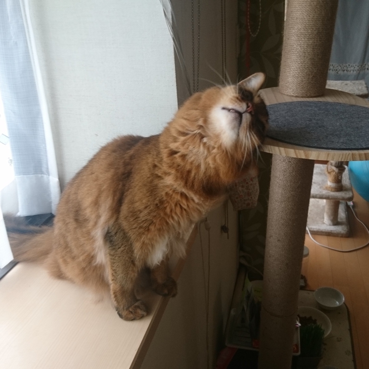 すりすりする猫