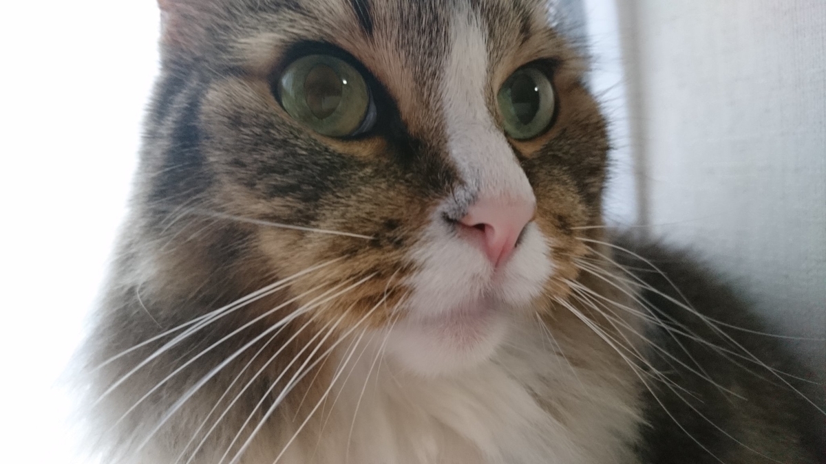 猫の顔の写真、トト