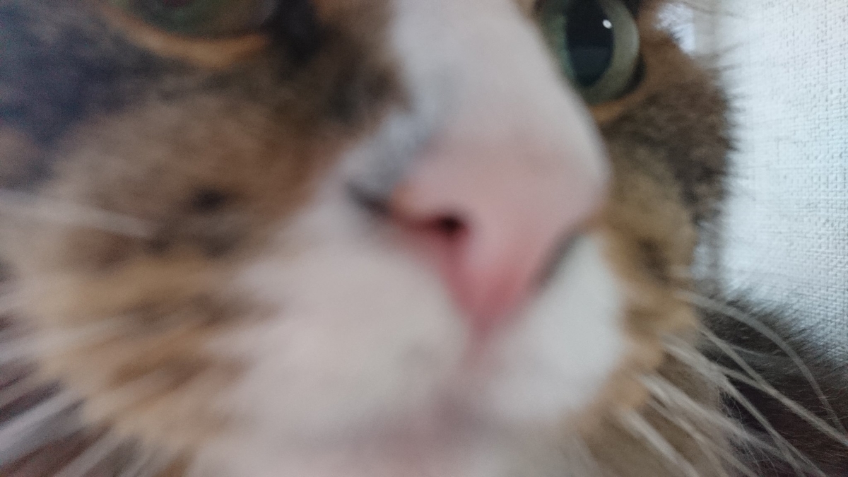 猫の鼻、トト