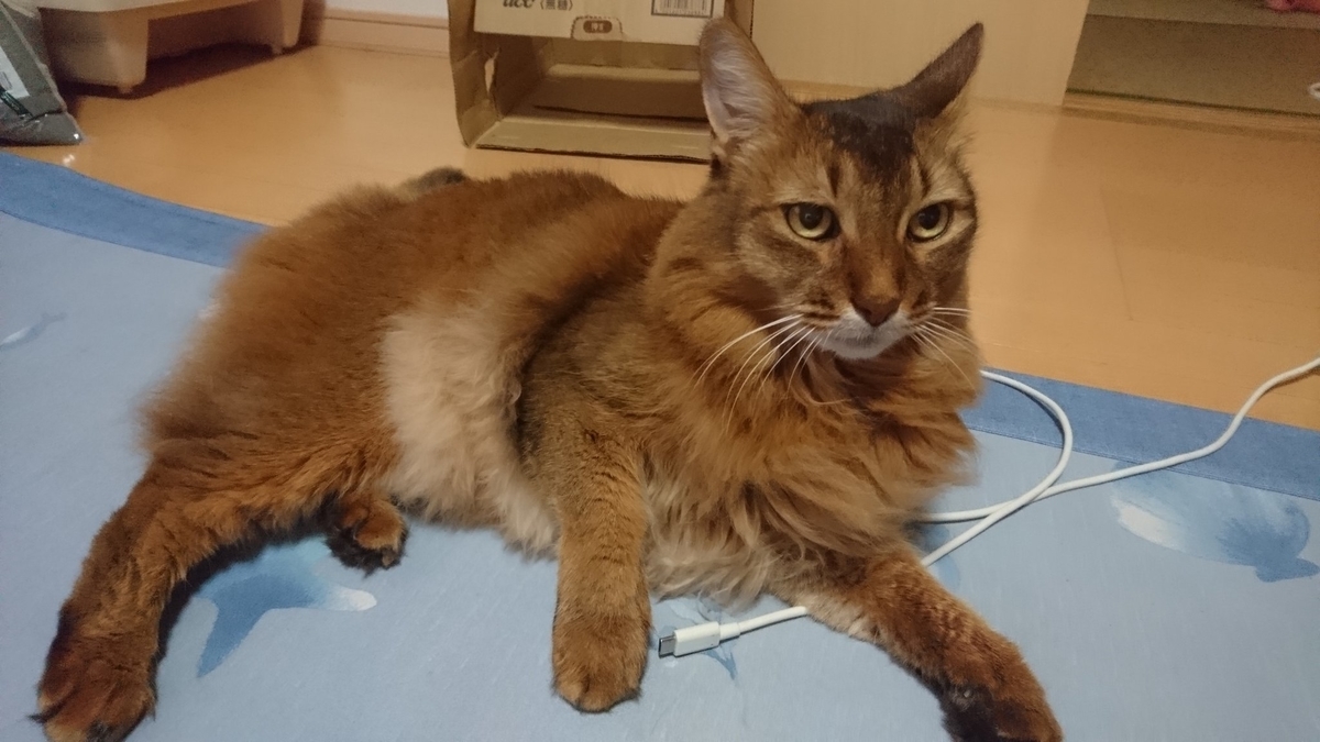 ご機嫌な猫、チー
