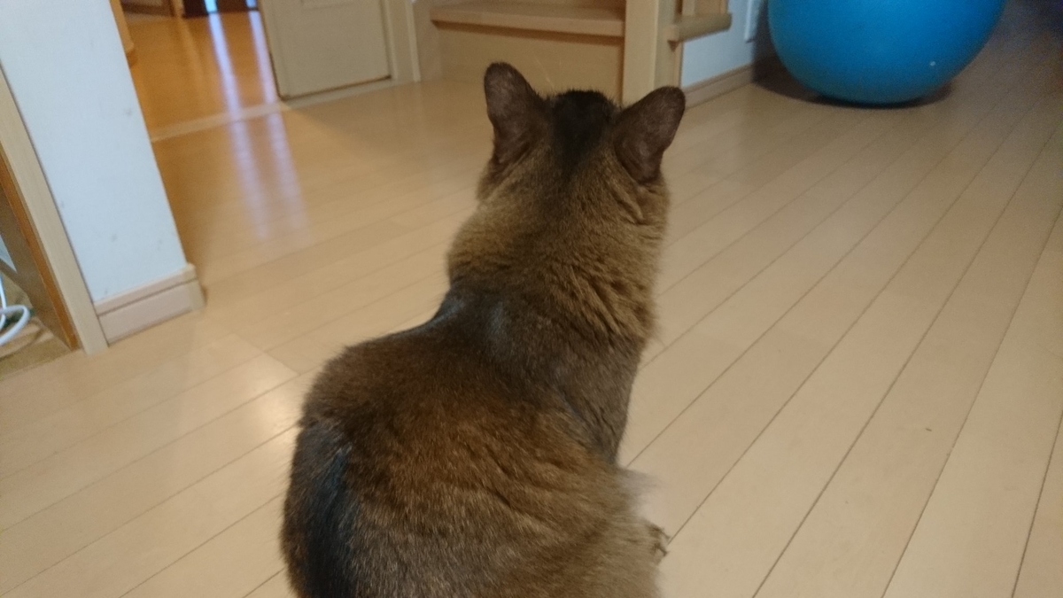 猫の後ろ姿、チー
