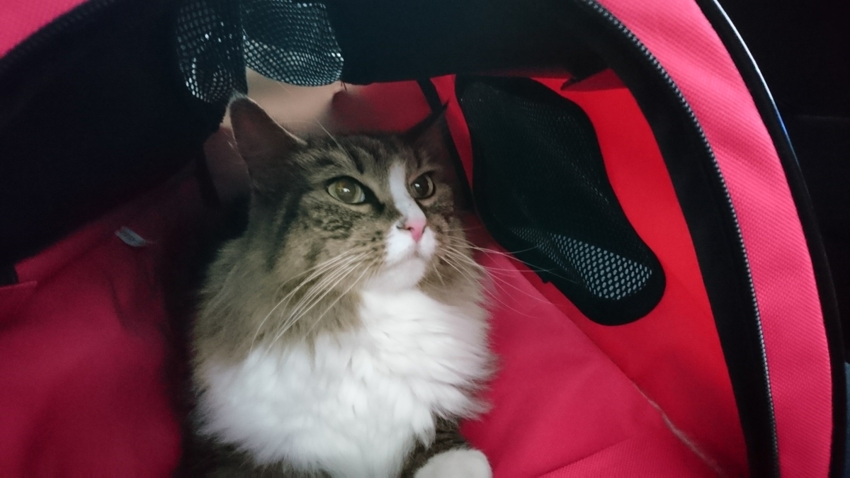 キャリーバックの中の猫、トト