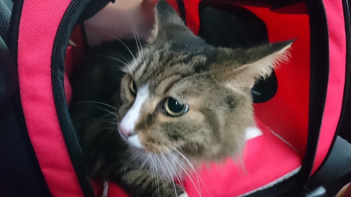 キャリーバックの中の猫、トト
