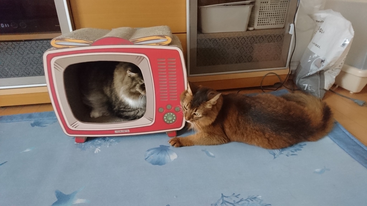 仲良く寝そべる猫、トトとチー