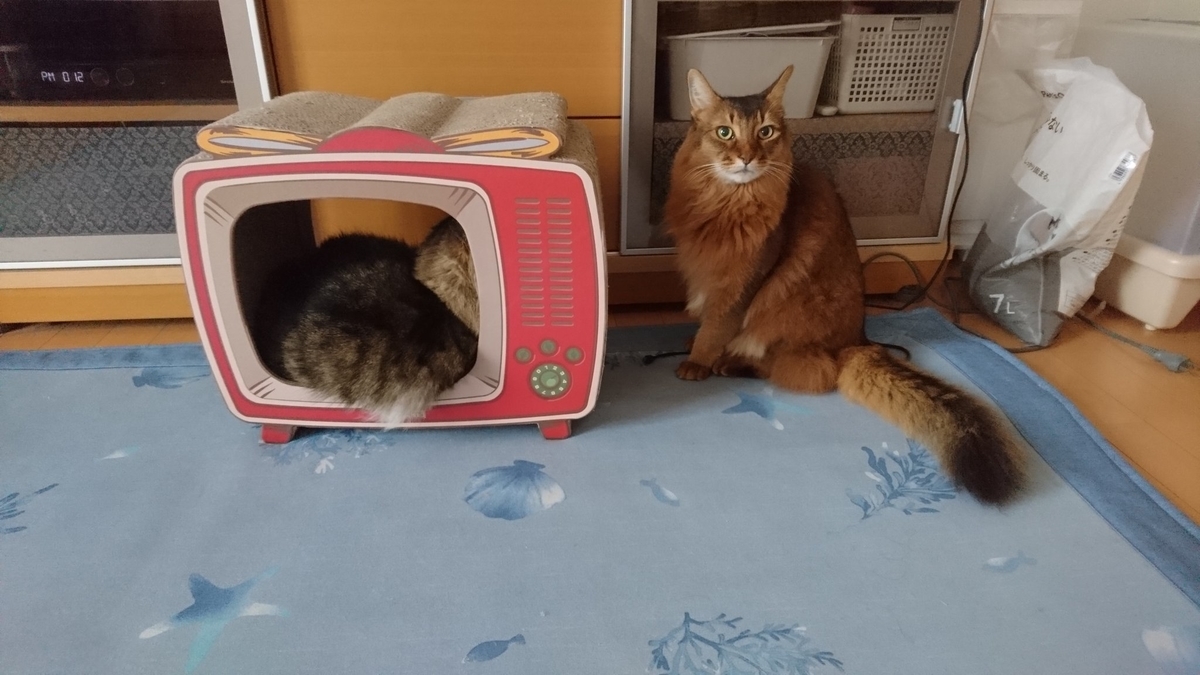 仲良く寝そべる猫、トトとチー