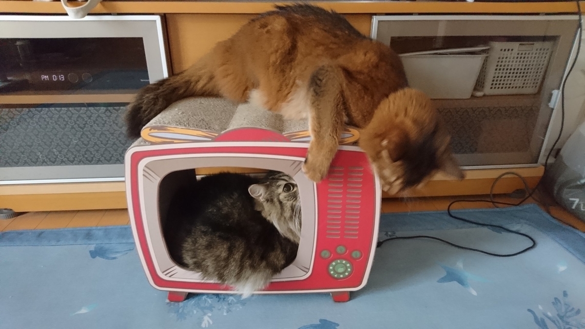 猫にちょっかいを出す猫、トトとチー