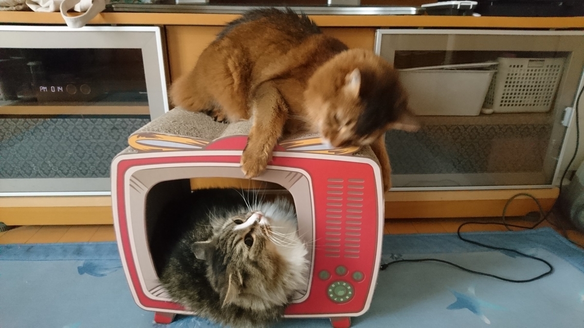 猫にちょっかいを出す猫、トトとチー