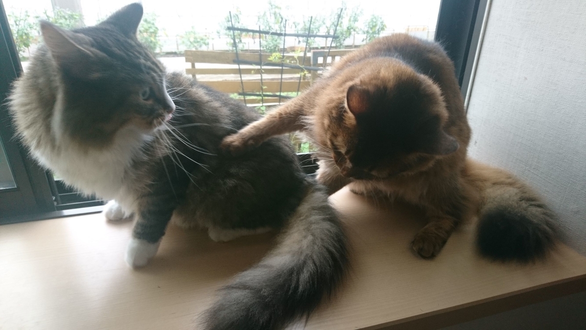 喧嘩する猫、トトとチー