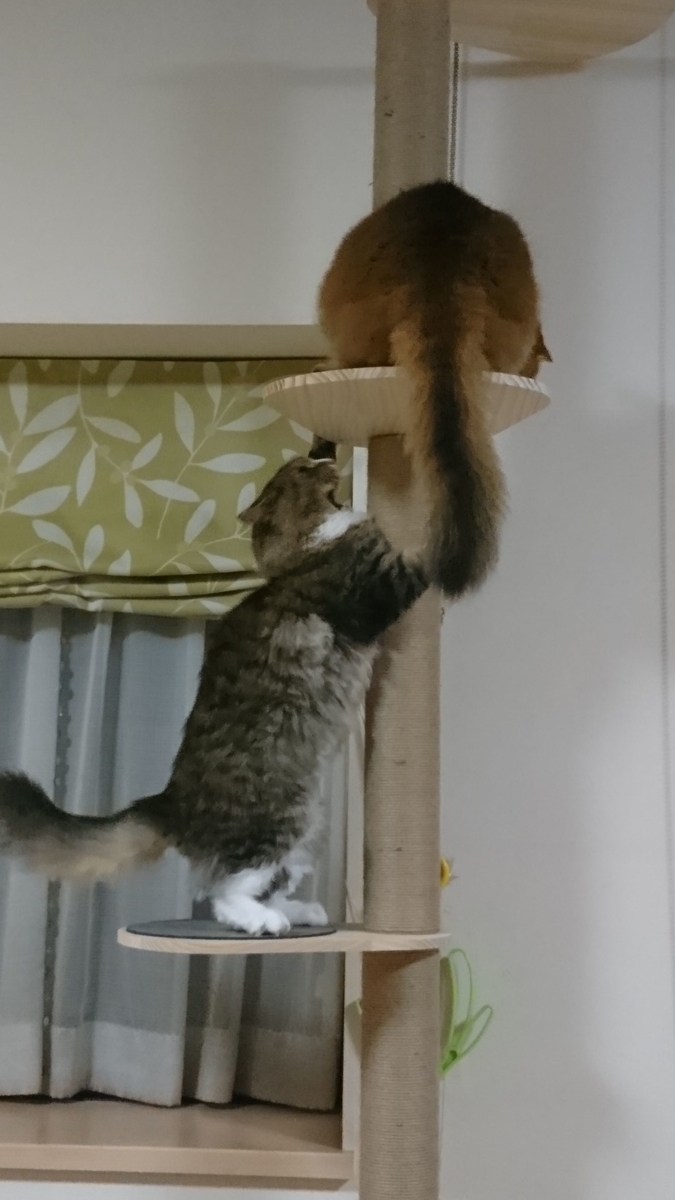CAT TOWERで戦う猫、トトとチー