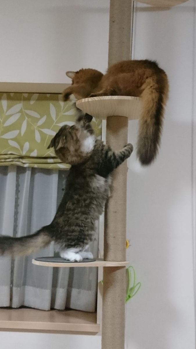 CAT TOWERで戦う猫、トトとチー