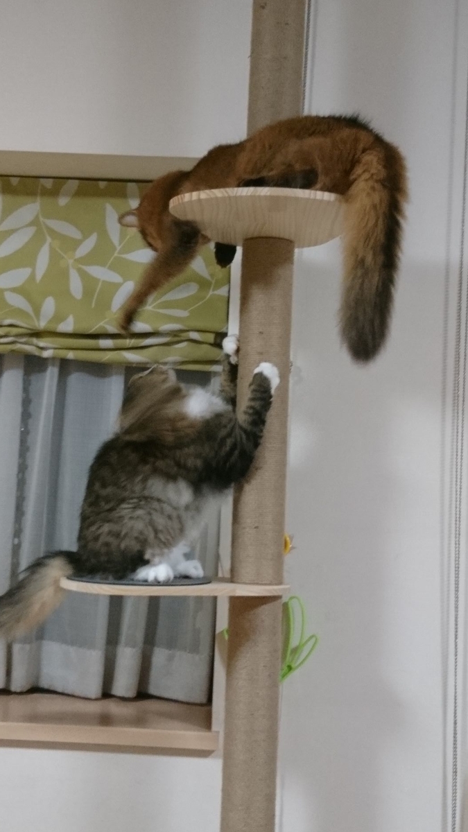 CAT TOWERで戦う猫、トトとチー
