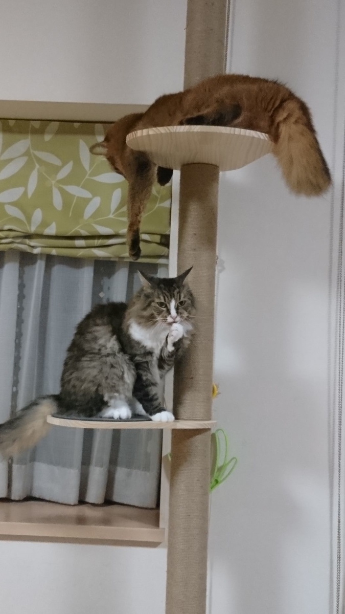 CAT TOWERで戦う猫、トトとチー