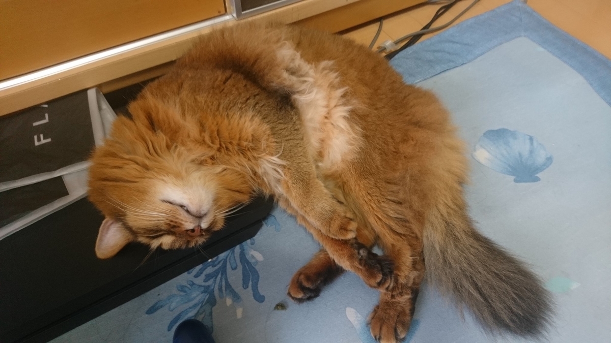 とろねこチャレンジ、チー