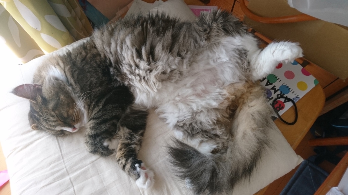 とろねこチャレンジ、トト