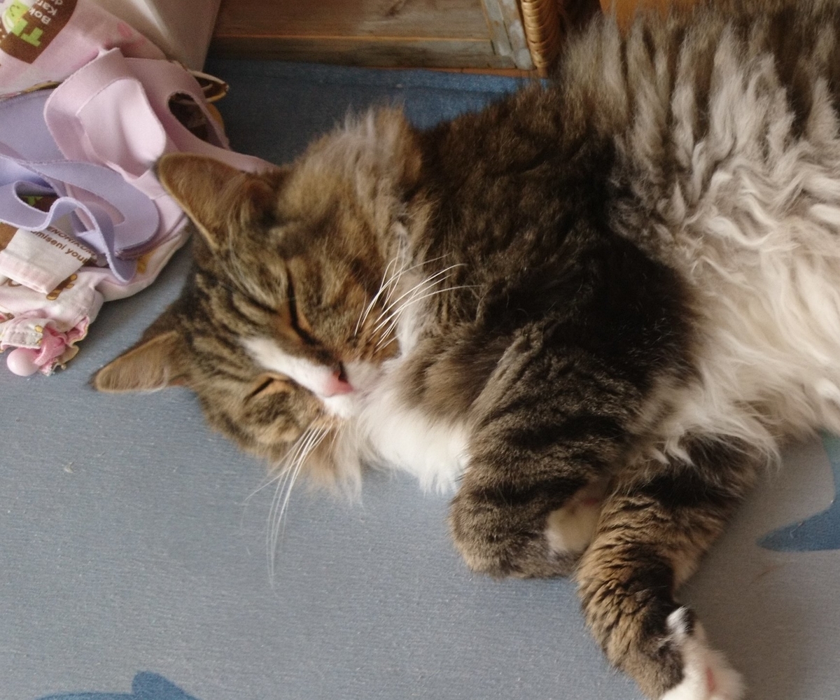 眠い猫、トト