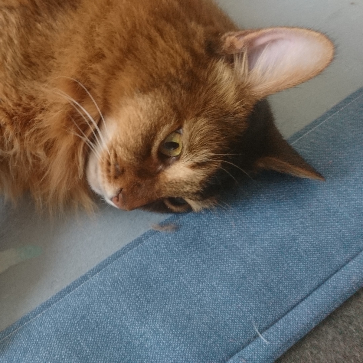 寝る猫、チー