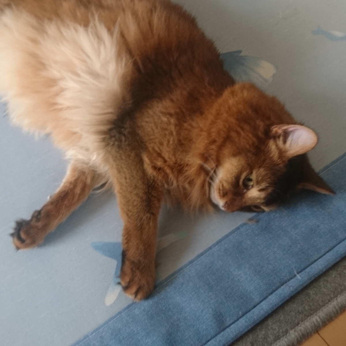 寝る猫、チー