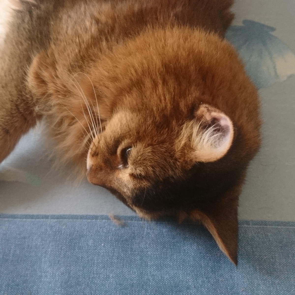 寝る猫、チー