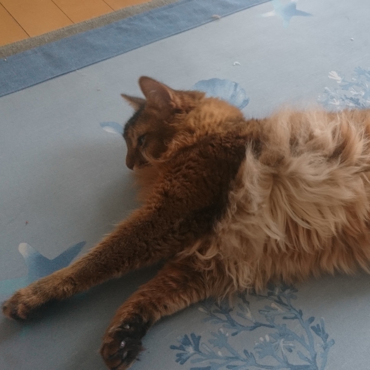 寝る猫、チー