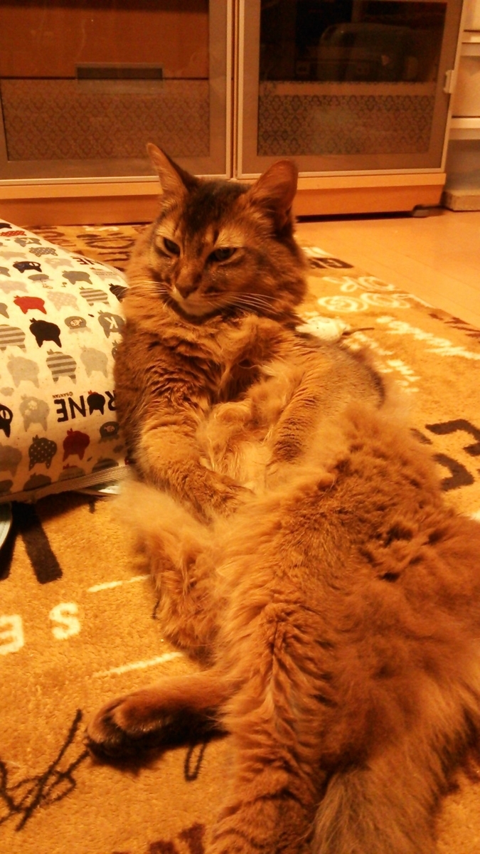 殿様猫、チー