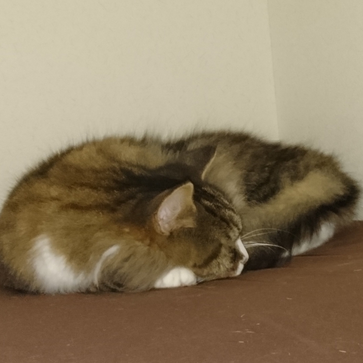 押入で寝る猫、トト