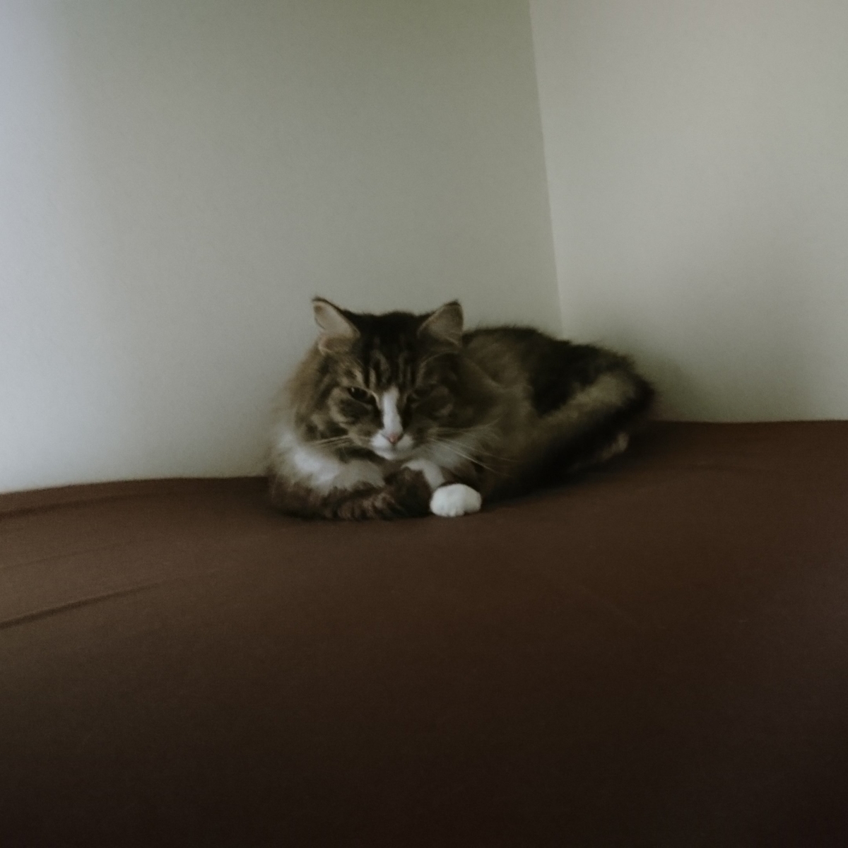 押入で寝る猫、トト