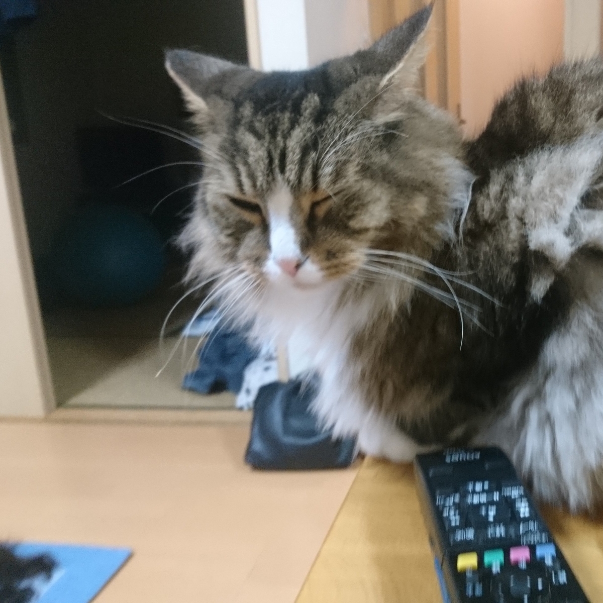 眠たい猫、トト
