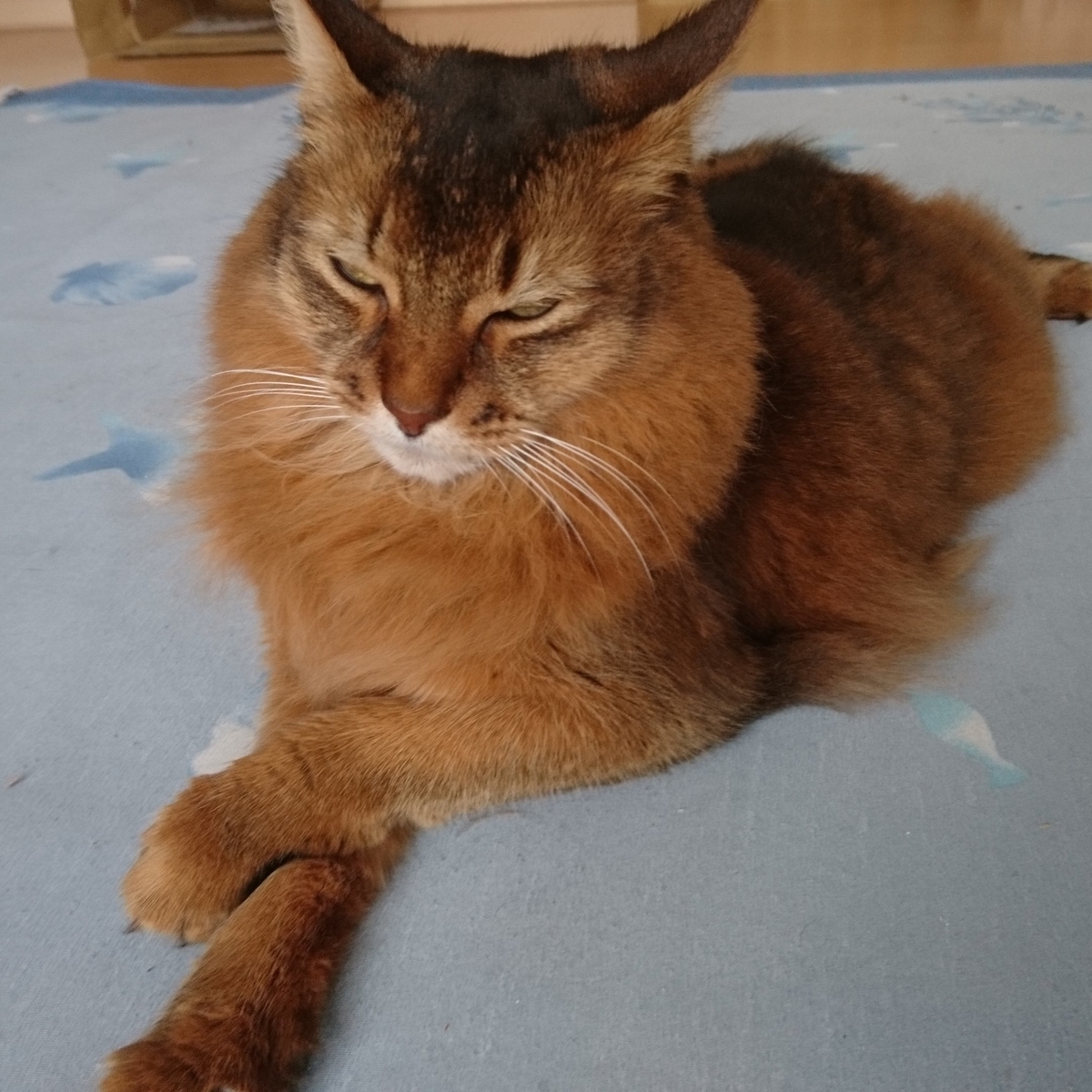 眠たい猫、チー
