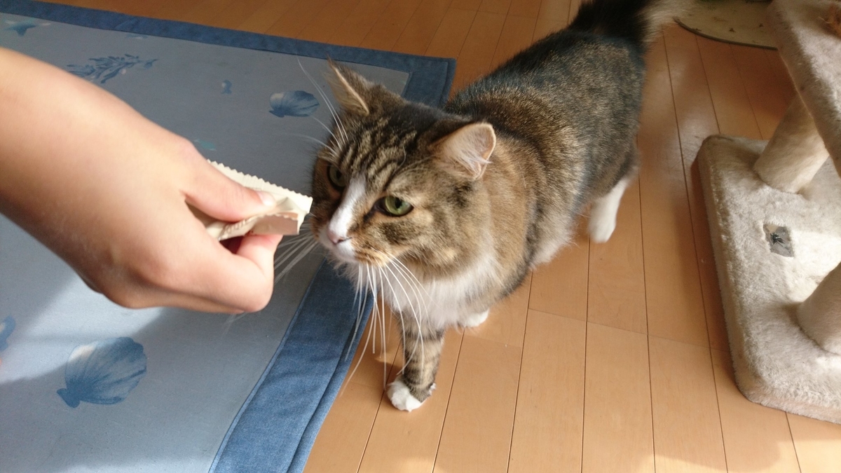 猫まっしぐら、トト