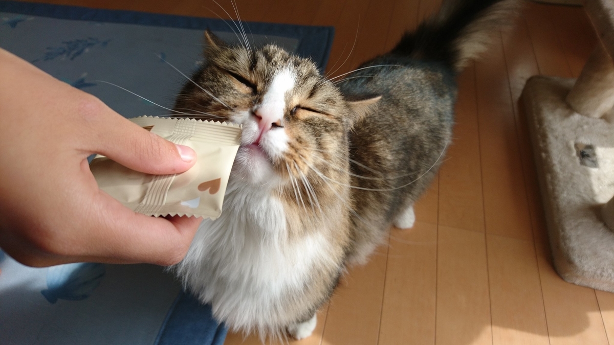 猫まっしぐら、トト