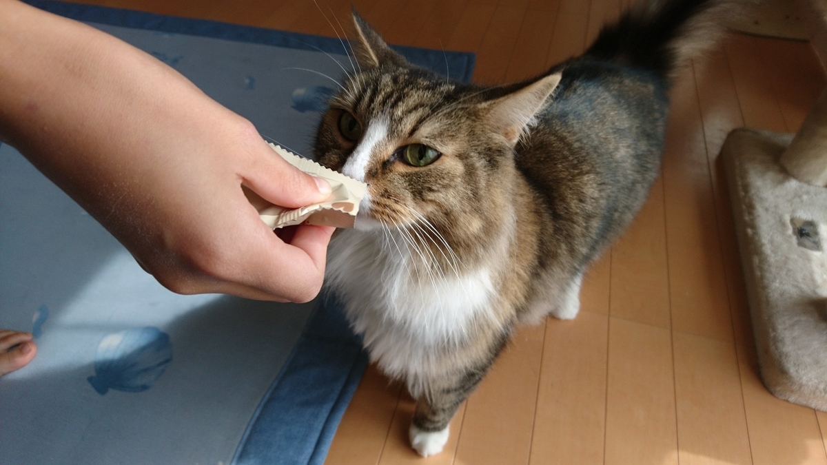 猫まっしぐら、トト