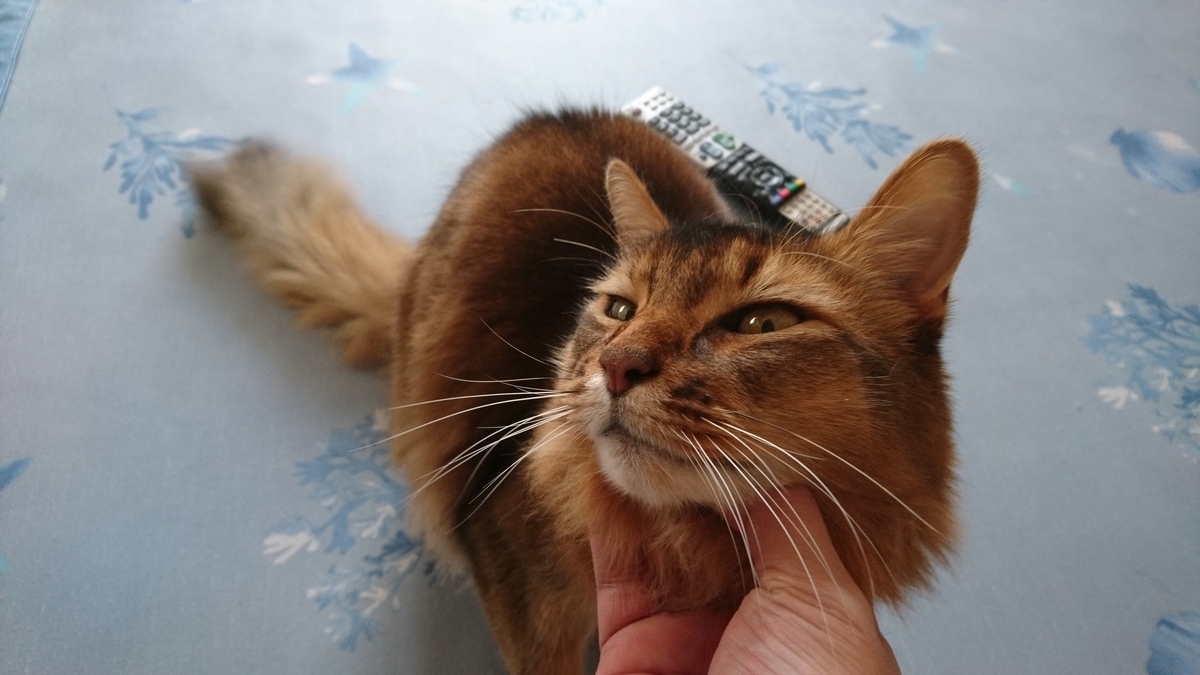 なでなでしてほしい猫、チー