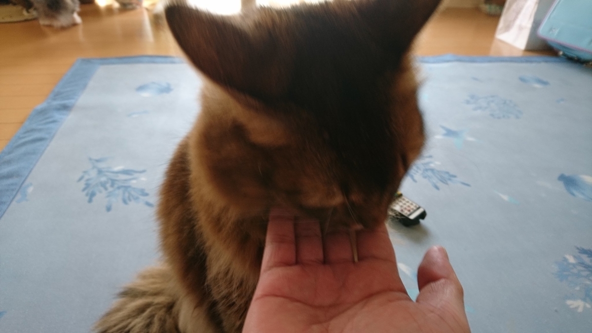 なでなでしてほしい猫、チー
