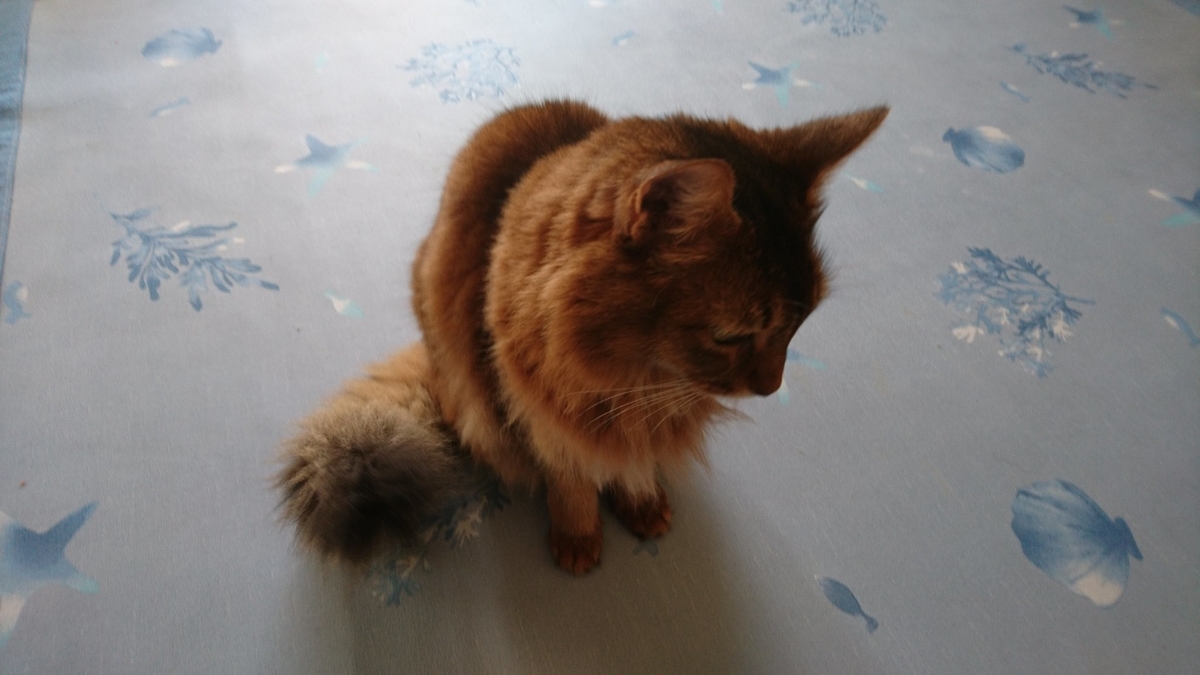 なでなでしてほしい猫、チー